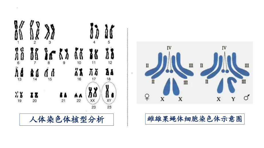 2.3伴性遗传ppt课件(同名002)-2023新人教版(2019）《高中生物》必修第二册.pptx_第2页