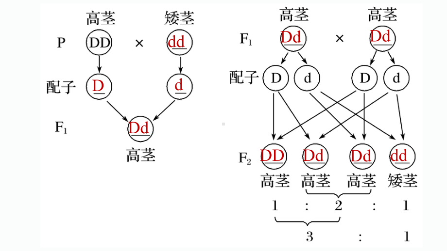 1.1孟德尔的豌豆杂交实验(一）第二课时ppt课件-2023新人教版(2019）《高中生物》必修第二册.ppt_第3页