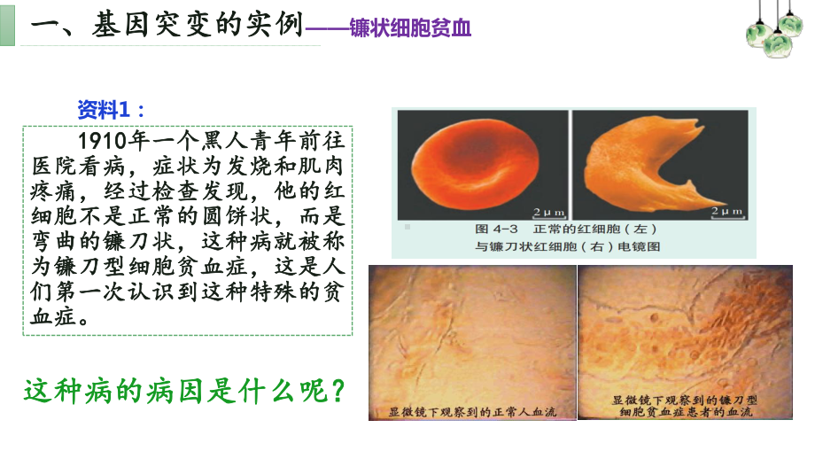 5.1基因突变和基因重组ppt课件 (同名3)-2023新人教版(2019）《高中生物》必修第二册.pptx_第3页