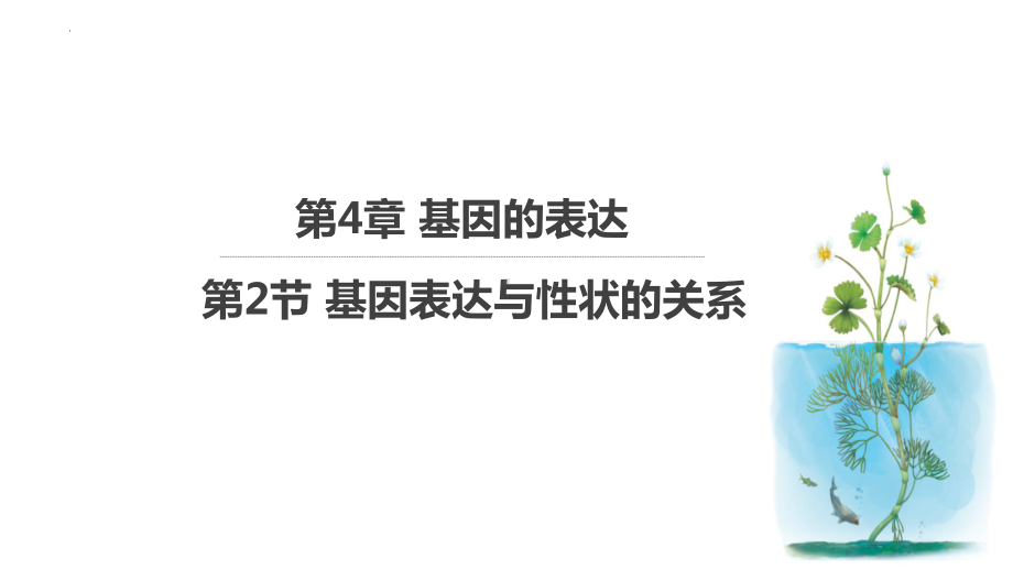 4.2 基因表达与性状的关系ppt课件--2023新人教版(2019）《高中生物》必修第二册.pptx_第1页