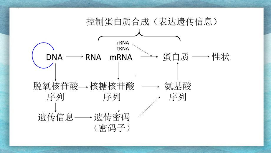 4.2 基因表达与性状的关系ppt课件--2023新人教版(2019）《高中生物》必修第二册.pptx_第2页