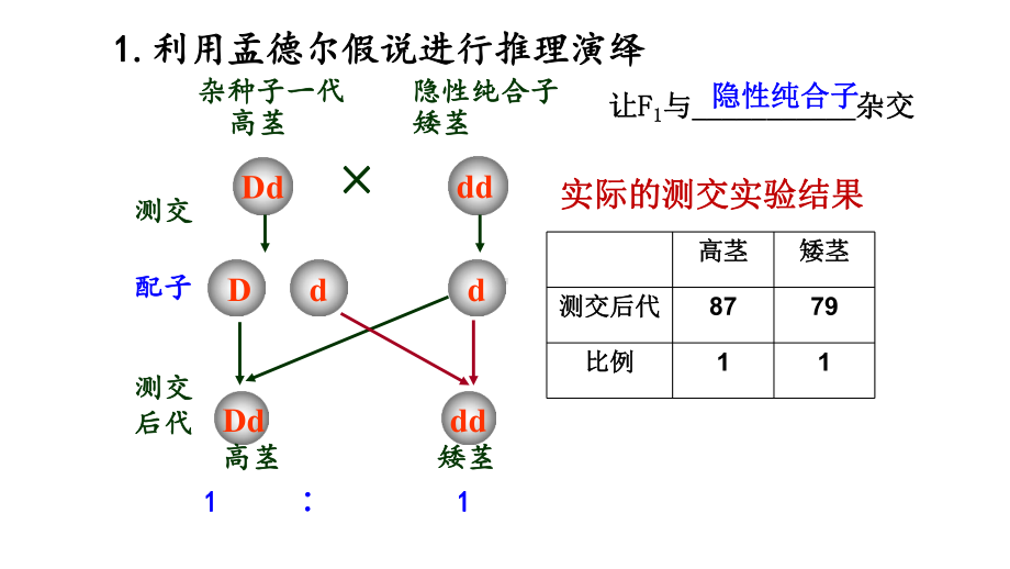 1.1.2孟德尔的豌豆杂交实验(一）ppt课件-2023新人教版(2019）《高中生物》必修第二册.pptx_第2页