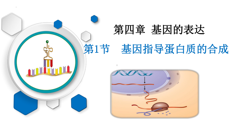 4.1基因指导蛋白质的合成ppt课件(同名4)-2023新人教版(2019）《高中生物》必修第二册.pptx_第1页