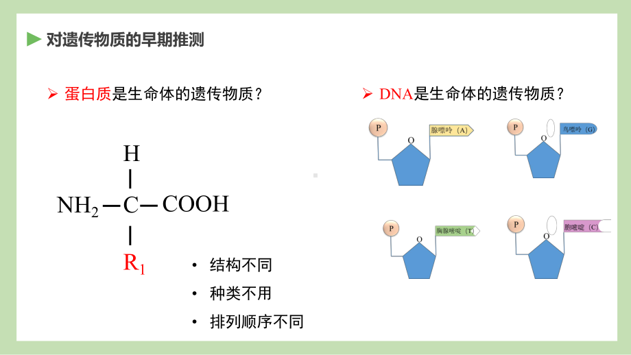 3.1 DNA是主要的遗传物质ppt课件(同名002)-2023新人教版(2019）《高中生物》必修第二册.pptx_第3页