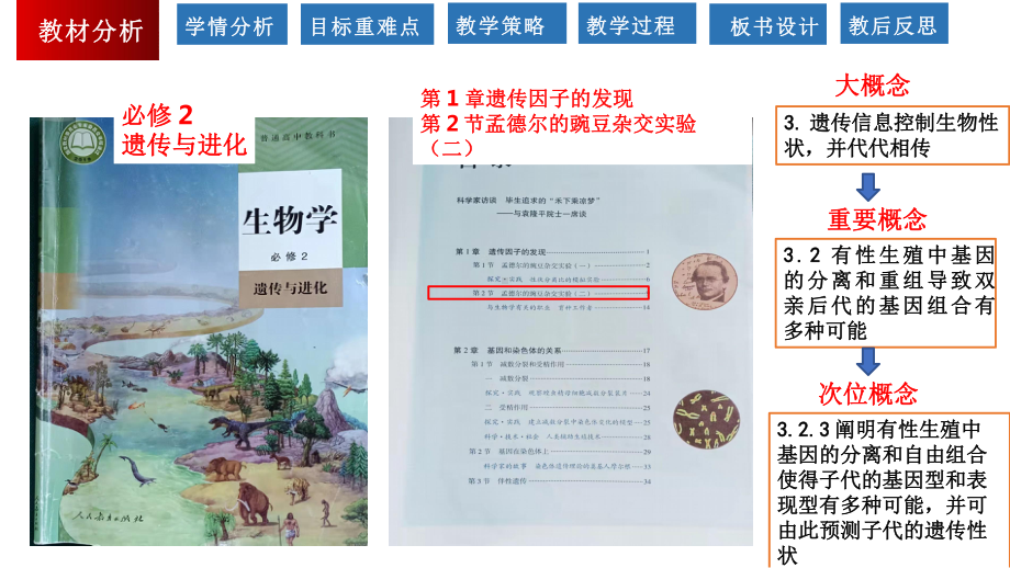 1.2孟德尔的豌豆杂交实验(二）说课ppt课件-2023新人教版(2019）《高中生物》必修第二册.pptx_第3页