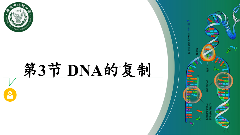 3.3DNA的复制第2课时ppt课件-2023新人教版(2019）《高中生物》必修第二册.pptx_第1页