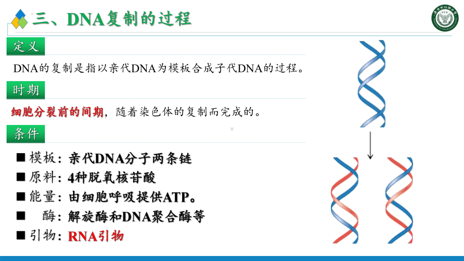 3.3DNA的复制第2课时ppt课件-2023新人教版(2019）《高中生物》必修第二册.pptx_第3页