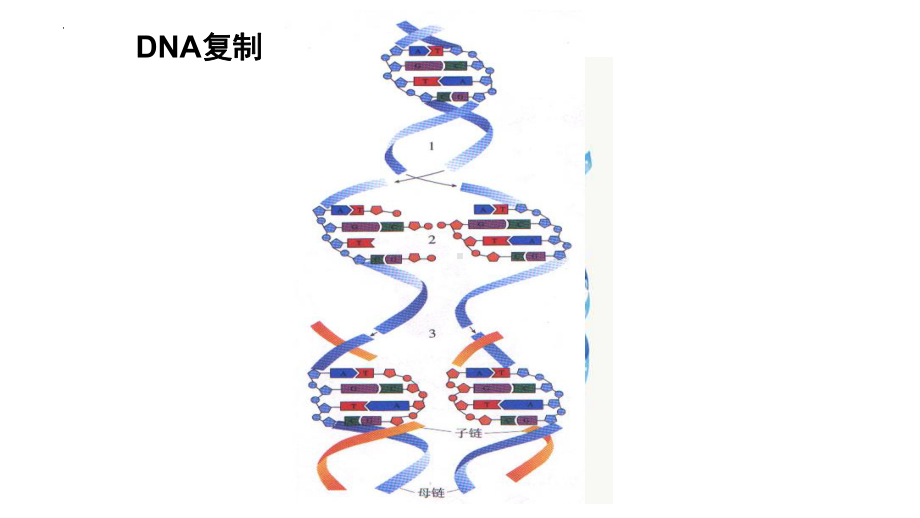 3.3DNA的复制ppt课件2(同名1)-2023新人教版(2019）《高中生物》必修第二册.pptx_第2页