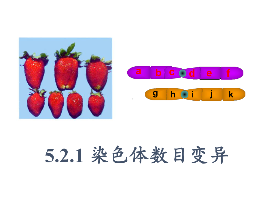 5.2.1染色体数目变异ppt课件-2023新人教版(2019）《高中生物》必修第二册.pptx_第3页