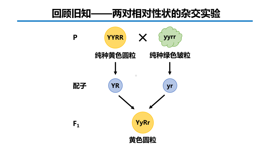 2.2基因在染色体上ppt课件-(同名2)-2023新人教版(2019）《高中生物》必修第二册.pptx_第2页