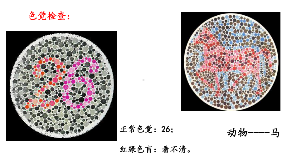 2.3 伴性遗传ppt课件(同名2)-2023新人教版(2019）《高中生物》必修第二册.pptx_第3页