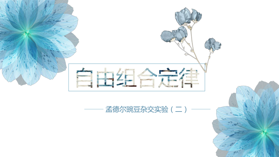 1.2 孟德尔的豌豆杂交实验(二）ppt课件--2023新人教版(2019）《高中生物》必修第二册.pptx_第1页