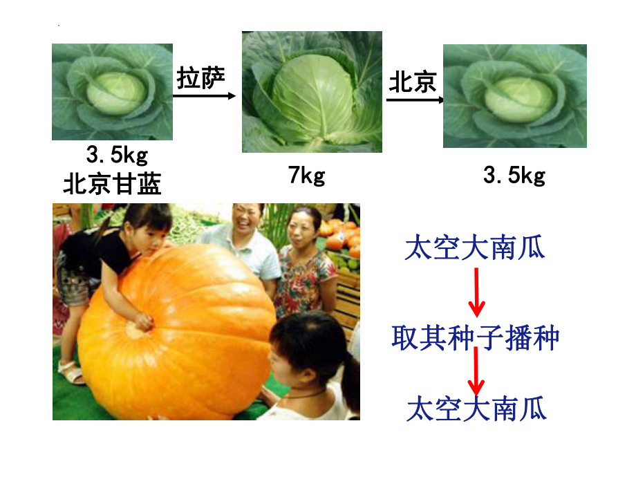 5.1 基因突变和基因重组ppt课件--2023新人教版(2019）《高中生物》必修第二册.pptx_第3页