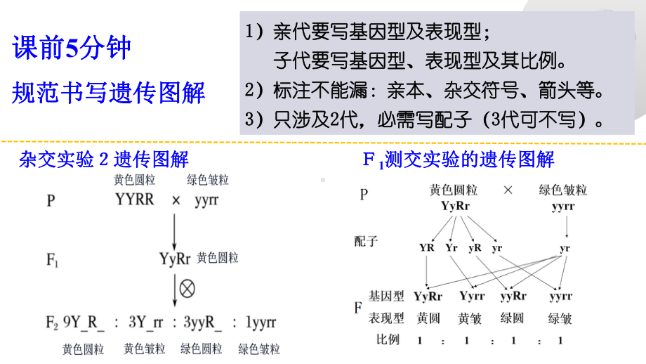 1.2 孟德尔的豌豆杂交实验(二）(同名第2课时）ppt课件-2023新人教版(2019）《高中生物》必修第二册.pptx_第1页