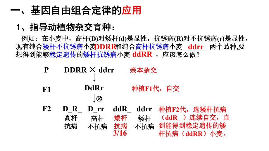 1.2 孟德尔的豌豆杂交实验(二）第二课时ppt课件-2023新人教版(2019）《高中生物》必修第二册.ppt_第2页