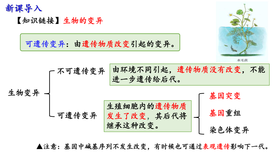 5.1 基因突变和基因重组第1课时ppt课件-2023新人教版(2019）《高中生物》必修第二册.pptx_第3页