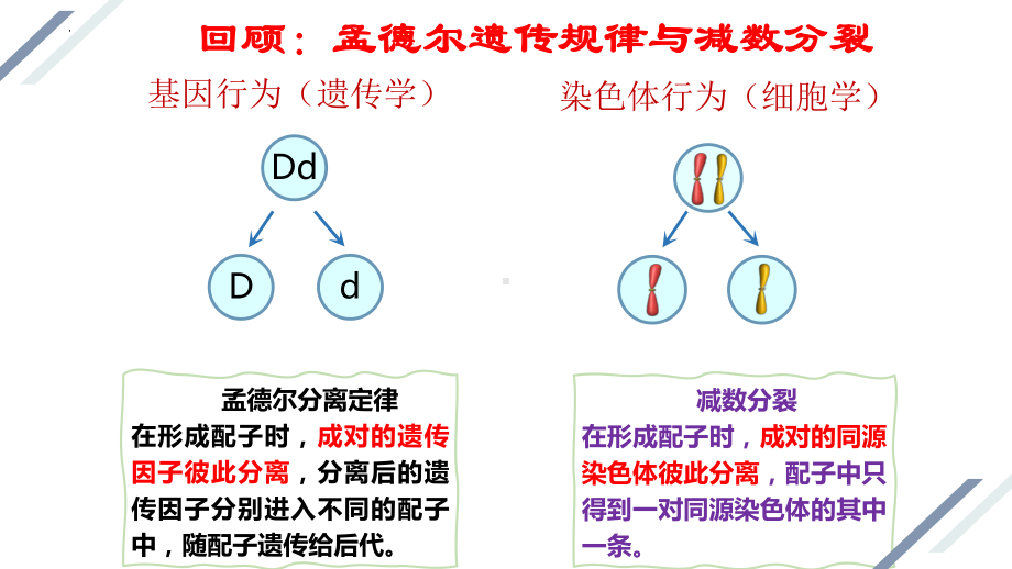 2.2基因在染色体上ppt课件 (同名2)-2023新人教版(2019）《高中生物》必修第二册.pptx_第3页