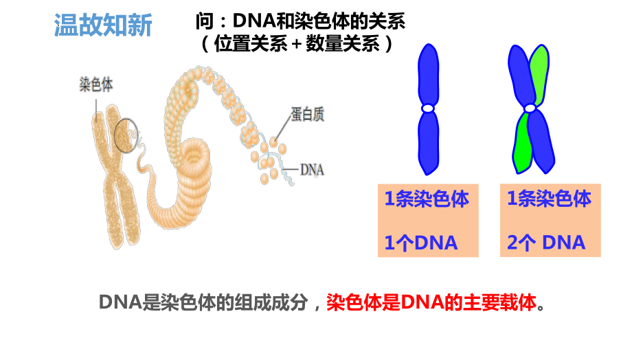 3.4基因通常是有遗传效应的DNA片段ppt课件(同名1)-2023新人教版(2019）《高中生物》必修第二册.pptx_第3页