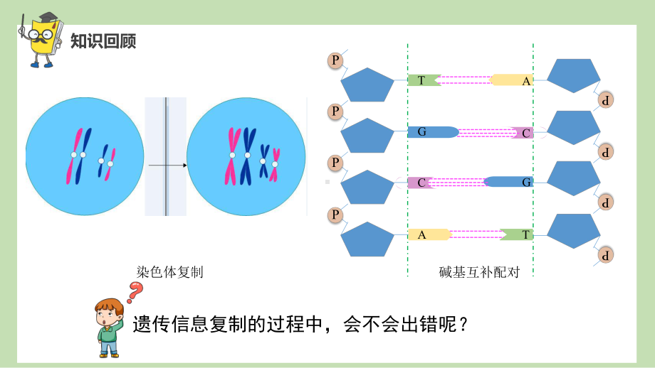 5.1 基因突变和基因重组ppt课件-2023新人教版(2019）《高中生物》必修第二册.pptx_第2页