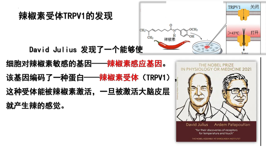 4.1基因指导蛋白质的合成ppt课件2-2023新人教版(2019）《高中生物》必修第二册.pptx_第2页