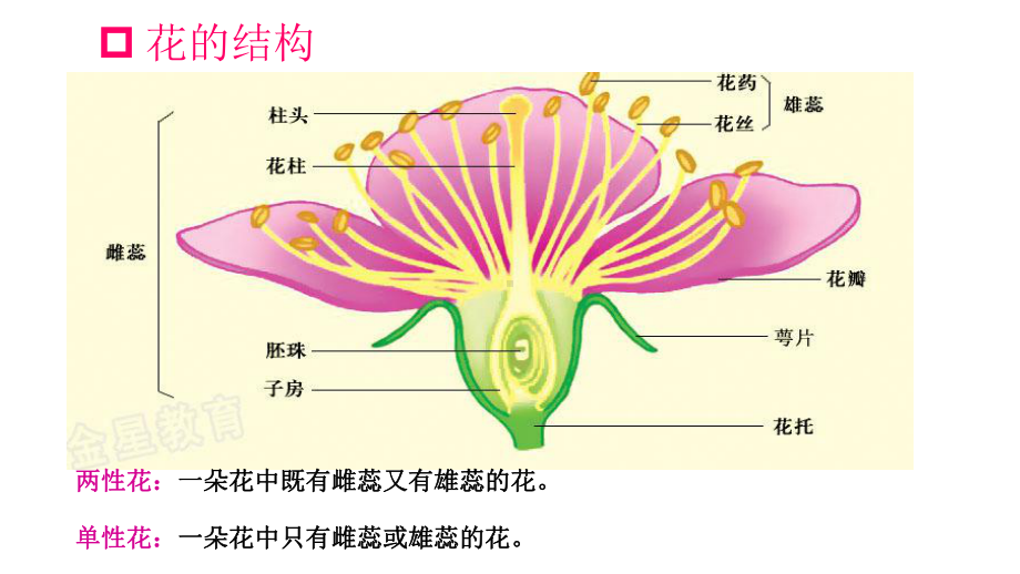 1.1孟德尔的豌豆杂交实验(一）第一课时ppt课件(同名001)-2023新人教版(2019）《高中生物》必修第二册.ppt_第3页