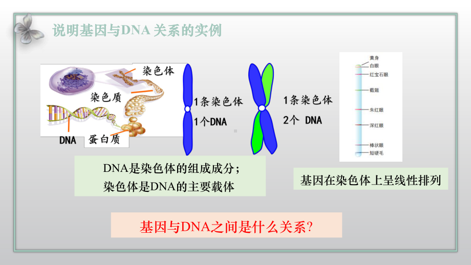 3.4基因通常是有遗传效应的DNA片段ppt课件2-2023新人教版(2019）《高中生物》必修第二册.pptx_第2页