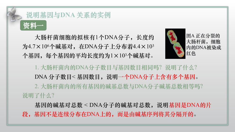 3.4基因通常是有遗传效应的DNA片段ppt课件2-2023新人教版(2019）《高中生物》必修第二册.pptx_第3页