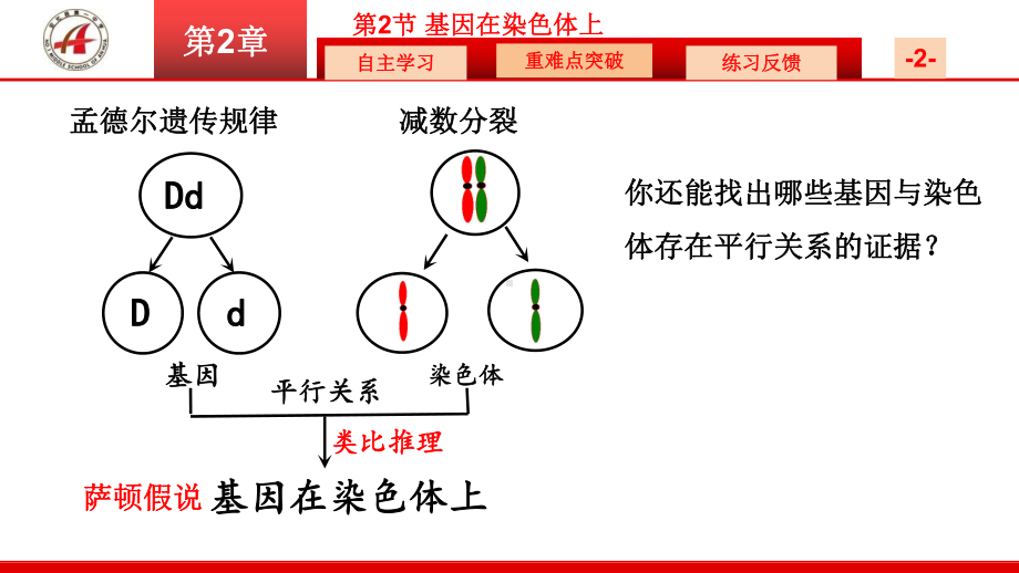 2.2基因在染色体上ppt课件(同名5)-2023新人教版(2019）《高中生物》必修第二册.pptx_第3页