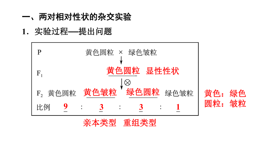 一轮复习生物：第14课　孟德尔的豌豆杂交实验(二） ppt课件 -2023新人教版(2019）《高中生物》必修第二册.pptx_第2页