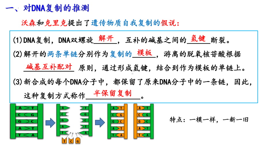 3.3DNA的复制ppt课件2-2023新人教版(2019）《高中生物》必修第二册.pptx_第3页