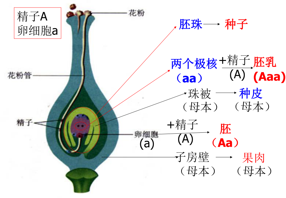 1.1遗传题的解题方法-分离定律ppt课件-2023新人教版(2019）《高中生物》必修第二册.pptx_第2页