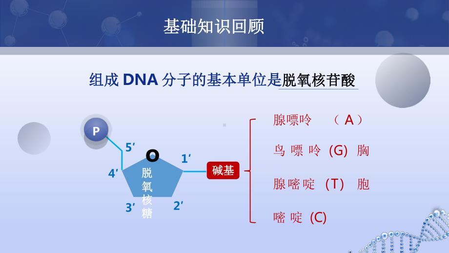 4.2 DNA 的结构ppt课件-2023新人教版(2019）《高中生物》必修第二册.pptx_第3页