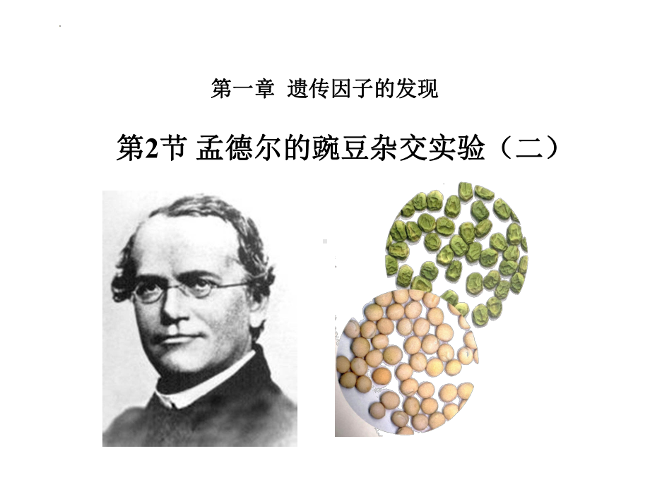 1.2孟德尔的豌豆杂交实验(二）ppt课件(同名4)-2023新人教版(2019）《高中生物》必修第二册.pptx_第1页