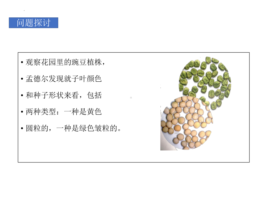 1.2孟德尔的豌豆杂交实验(二）ppt课件(同名4)-2023新人教版(2019）《高中生物》必修第二册.pptx_第3页