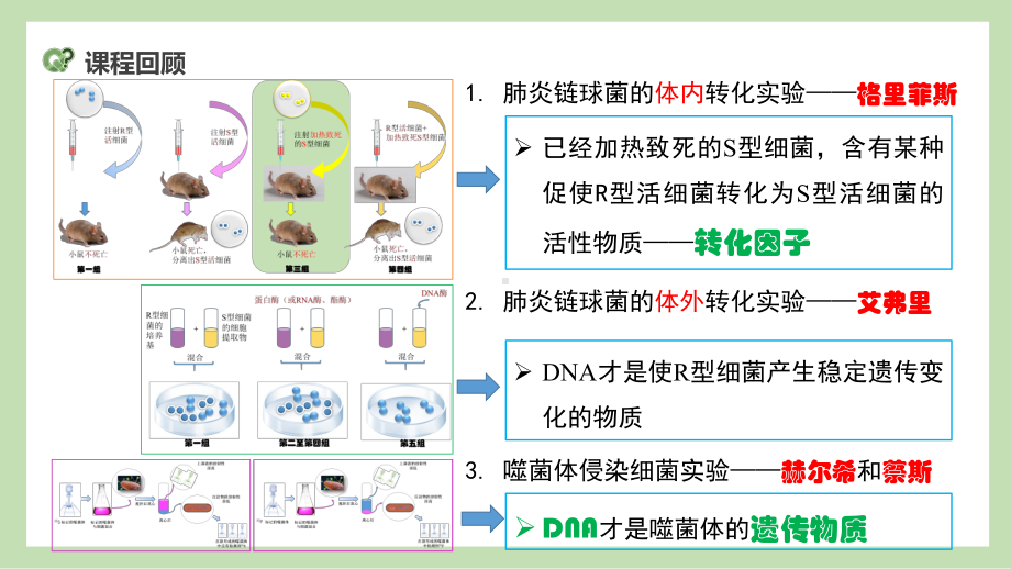 3.2 DNA的结构ppt课件(同名002)-2023新人教版(2019）《高中生物》必修第二册.pptx_第2页