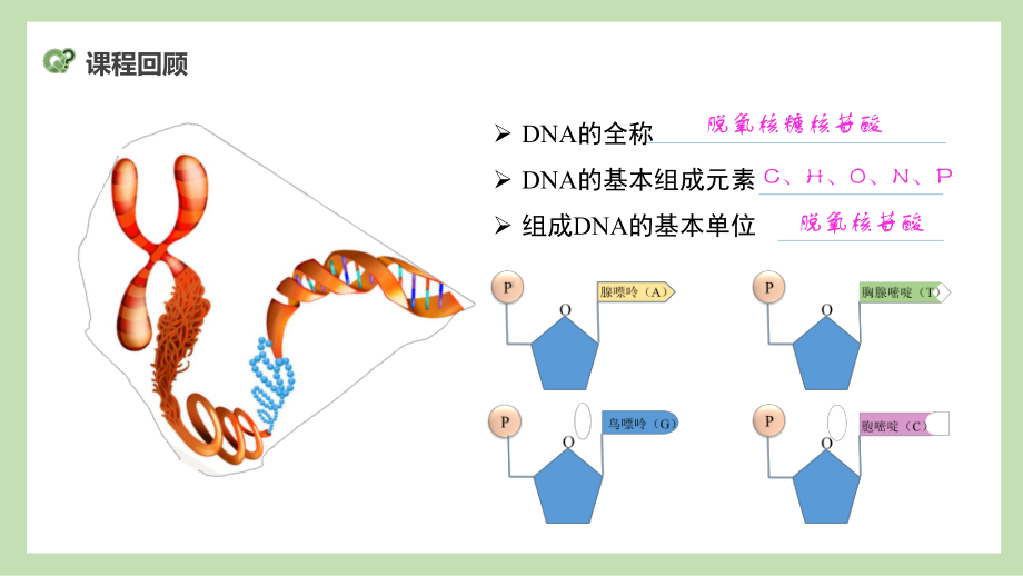 3.2 DNA的结构ppt课件(同名002)-2023新人教版(2019）《高中生物》必修第二册.pptx_第3页