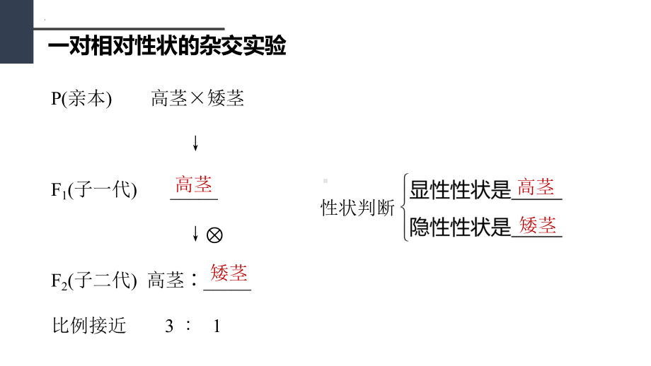 1.1分离定律复习强化课ppt课件-2023新人教版(2019）《高中生物》必修第二册.pptx_第2页