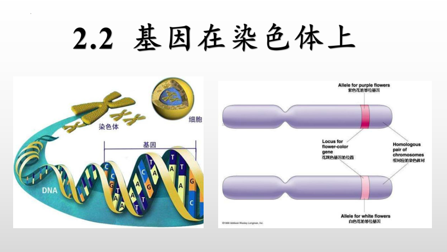 2.2 基因在染色体上ppt课件-2023新人教版(2019）《高中生物》必修第二册.pptx_第3页