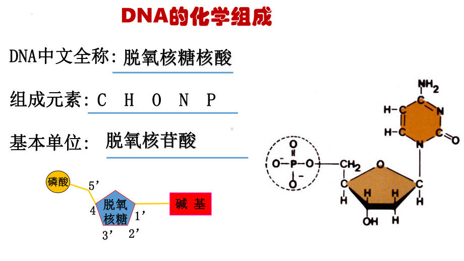 3.2 DNA的结构ppt课件(同名2)-2023新人教版(2019）《高中生物》必修第二册.pptx_第3页