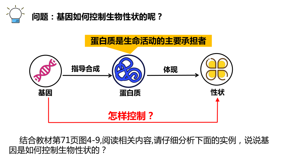 4.2基因表达与性状的关系第1课时ppt课件-2023新人教版(2019）《高中生物》必修第二册.pptx_第3页