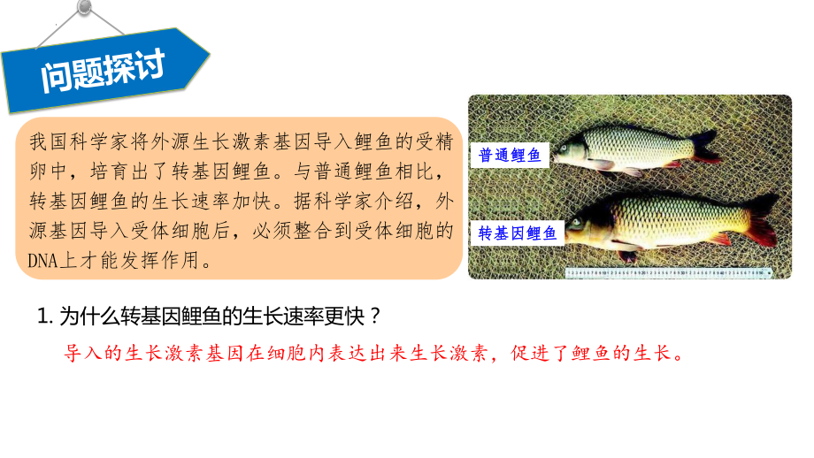 3.4 基因通常是有遗传效应的DNA片段ppt课件 (同名2)-2023新人教版(2019）《高中生物》必修第二册.pptx_第3页