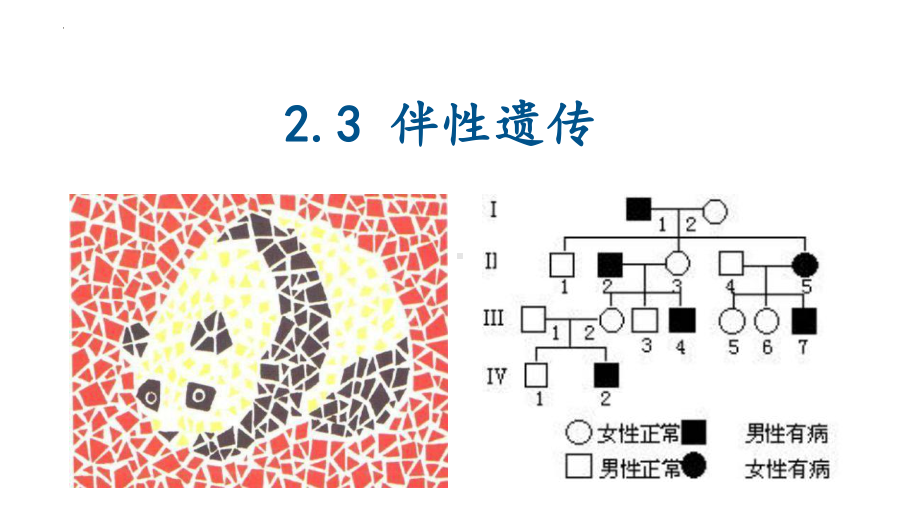 2.3 伴性遗传ppt课件(同名1)-2023新人教版(2019）《高中生物》必修第二册.pptx_第1页