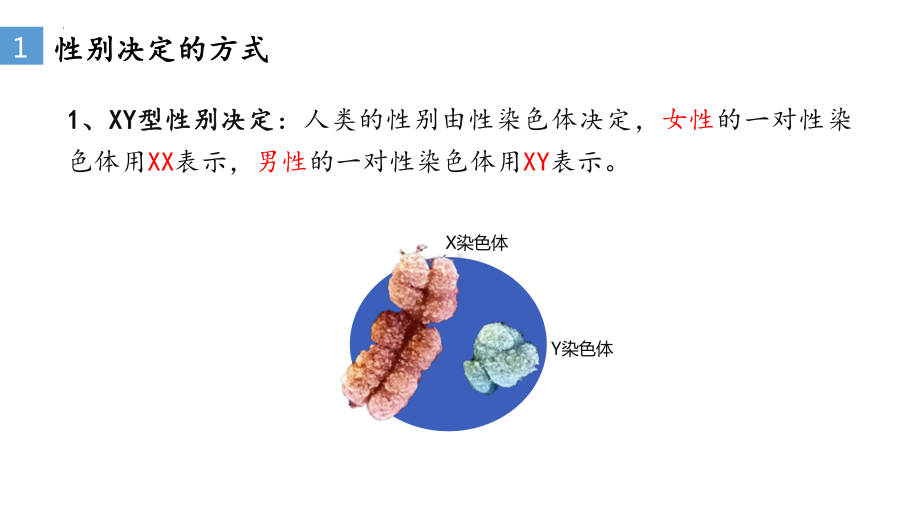 2.3 伴性遗传ppt课件(同名1)-2023新人教版(2019）《高中生物》必修第二册.pptx_第2页