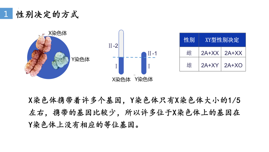 2.3 伴性遗传ppt课件(同名1)-2023新人教版(2019）《高中生物》必修第二册.pptx_第3页