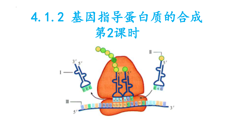 4.1基因指导蛋白质的合成第2课时ppt课件(同名2)-2023新人教版(2019）《高中生物》必修第二册.pptx_第1页