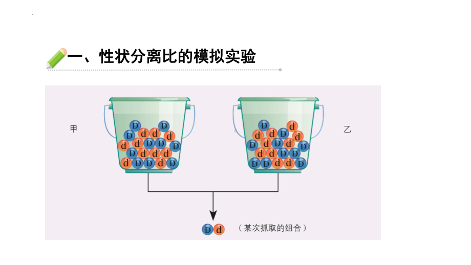 1.1孟德尔的豌豆杂交实验(一） 第二课时ppt课件-2023新人教版(2019）《高中生物》必修第二册.pptx_第2页