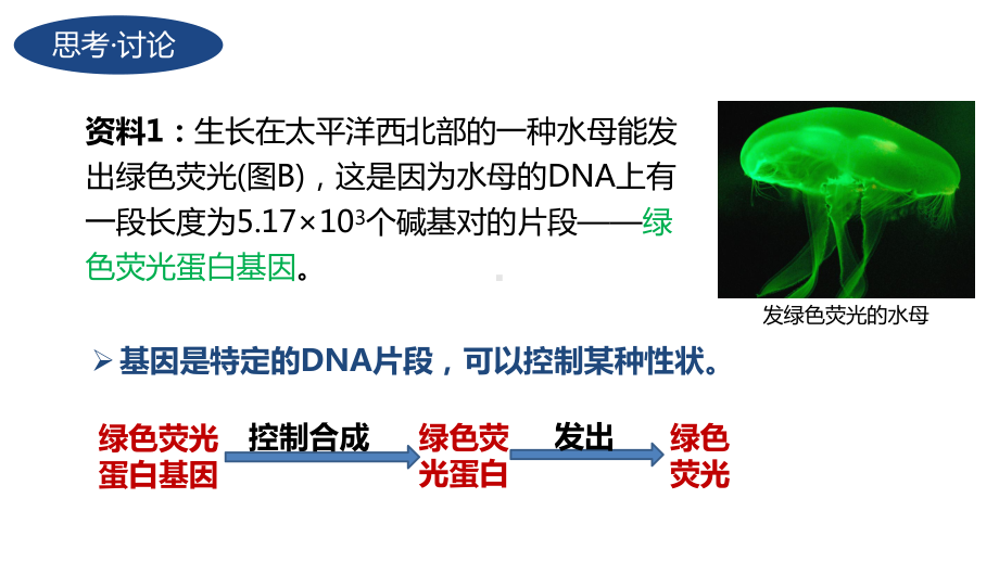 4.1基因指导蛋白质的合成ppt课件(同名3)-2023新人教版(2019）《高中生物》必修第二册.pptx_第2页