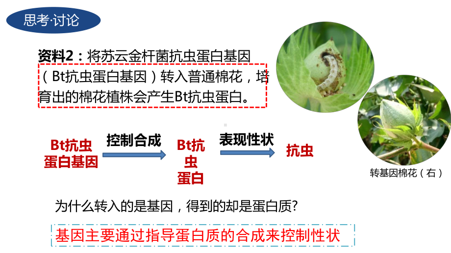 4.1基因指导蛋白质的合成ppt课件(同名3)-2023新人教版(2019）《高中生物》必修第二册.pptx_第3页