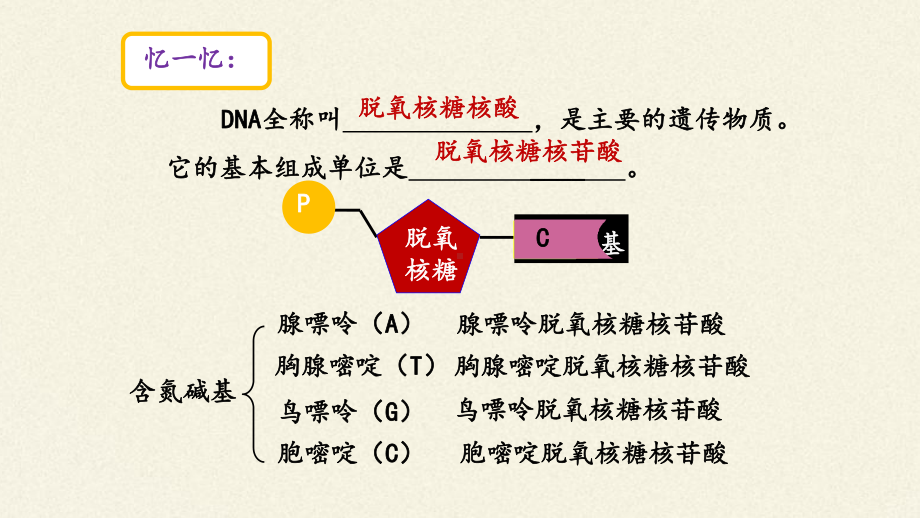 3.2 DNA的结构ppt课件(同名1)-2023新人教版(2019）《高中生物》必修第二册.pptx_第2页