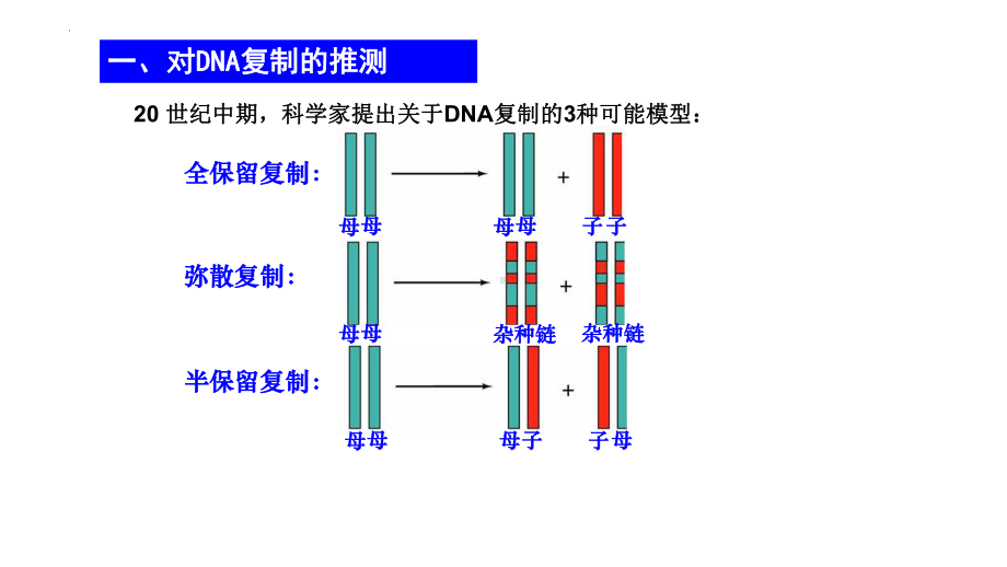 3.3DNA的复制ppt课件(同名4)-2023新人教版(2019）《高中生物》必修第二册.pptx_第3页